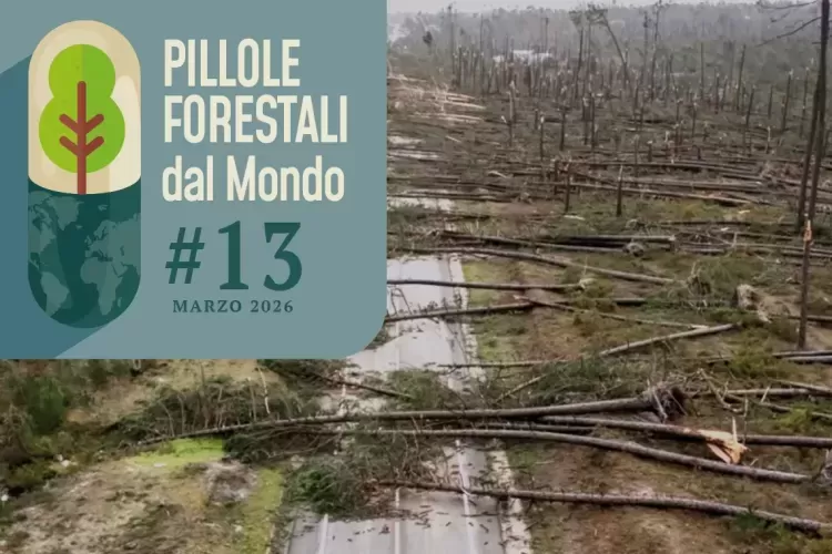 Pillole forestali dal mondo #13 - Dal registro dei tecnici forestali in Australia, alle tempeste di vento in Portogallo